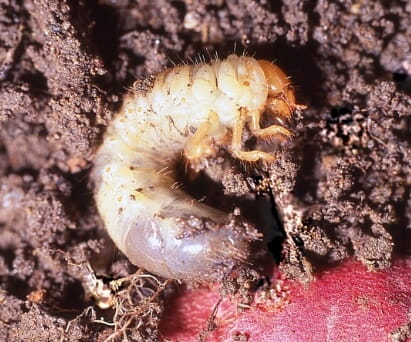 コガネムシ幼虫の写真