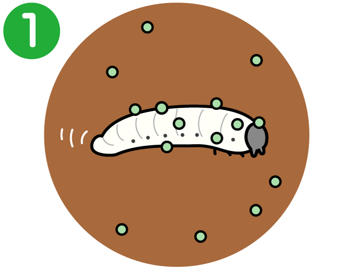 害虫が薬剤と接触するイメージ