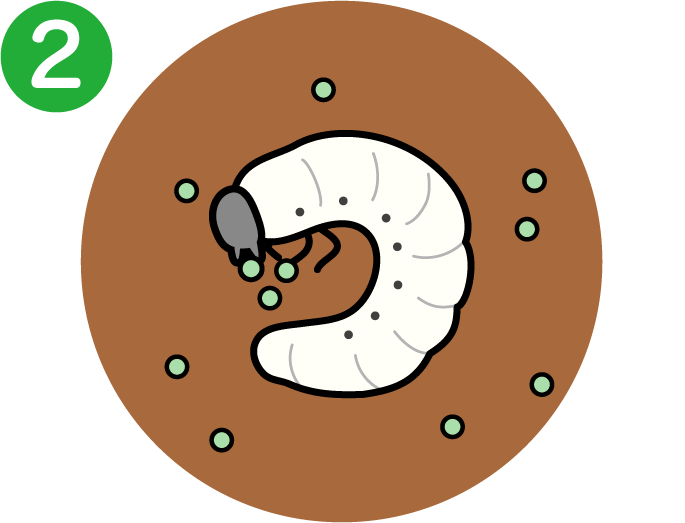 害虫が薬剤を摂食するイメージ