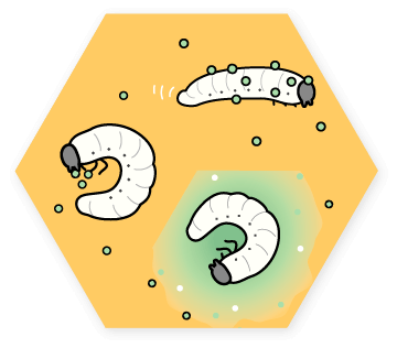 幼虫のイラスト