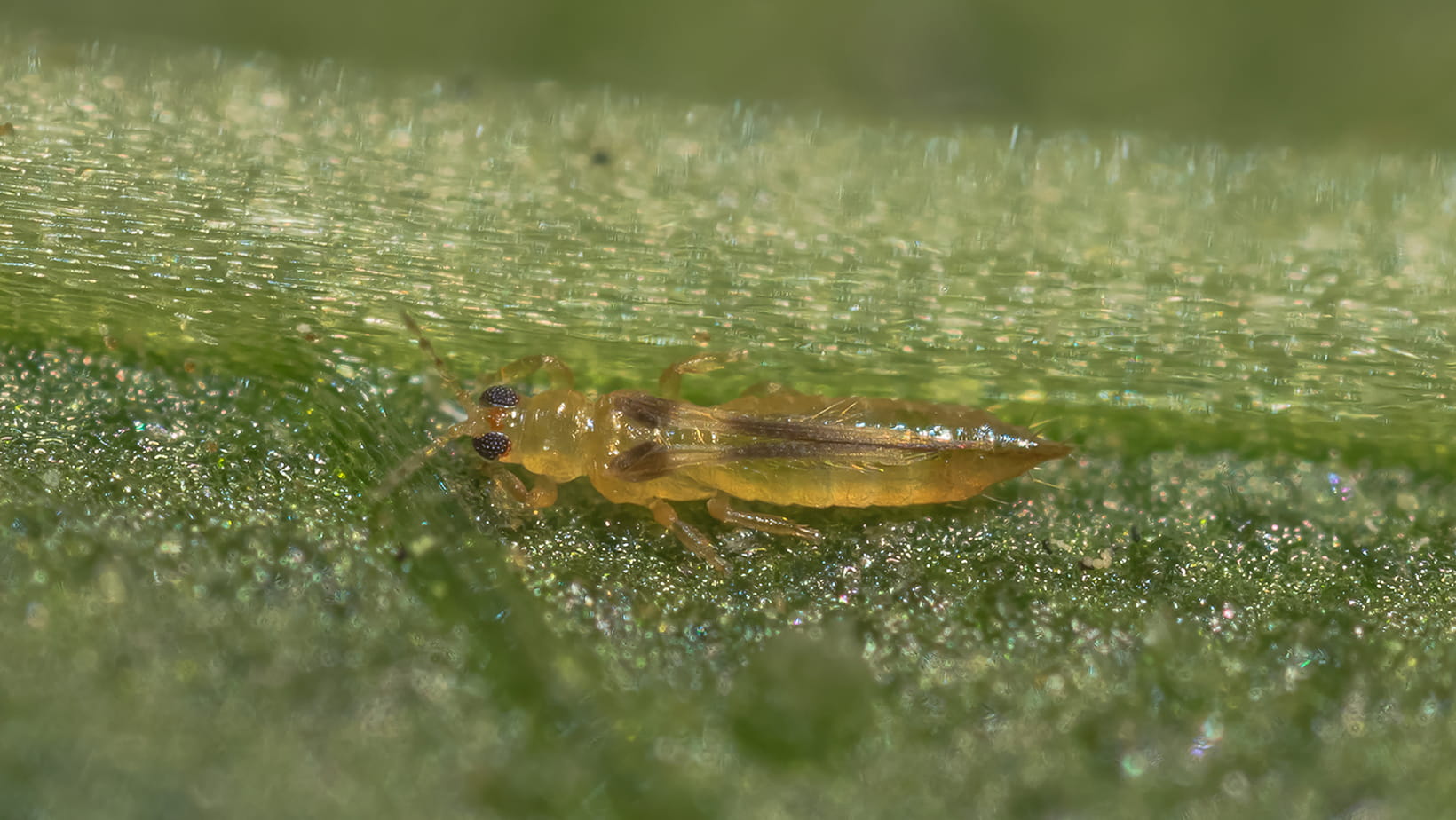 アザミウマ類の対策・駆除方法は？生態・被害・おすすめ殺虫剤など紹介