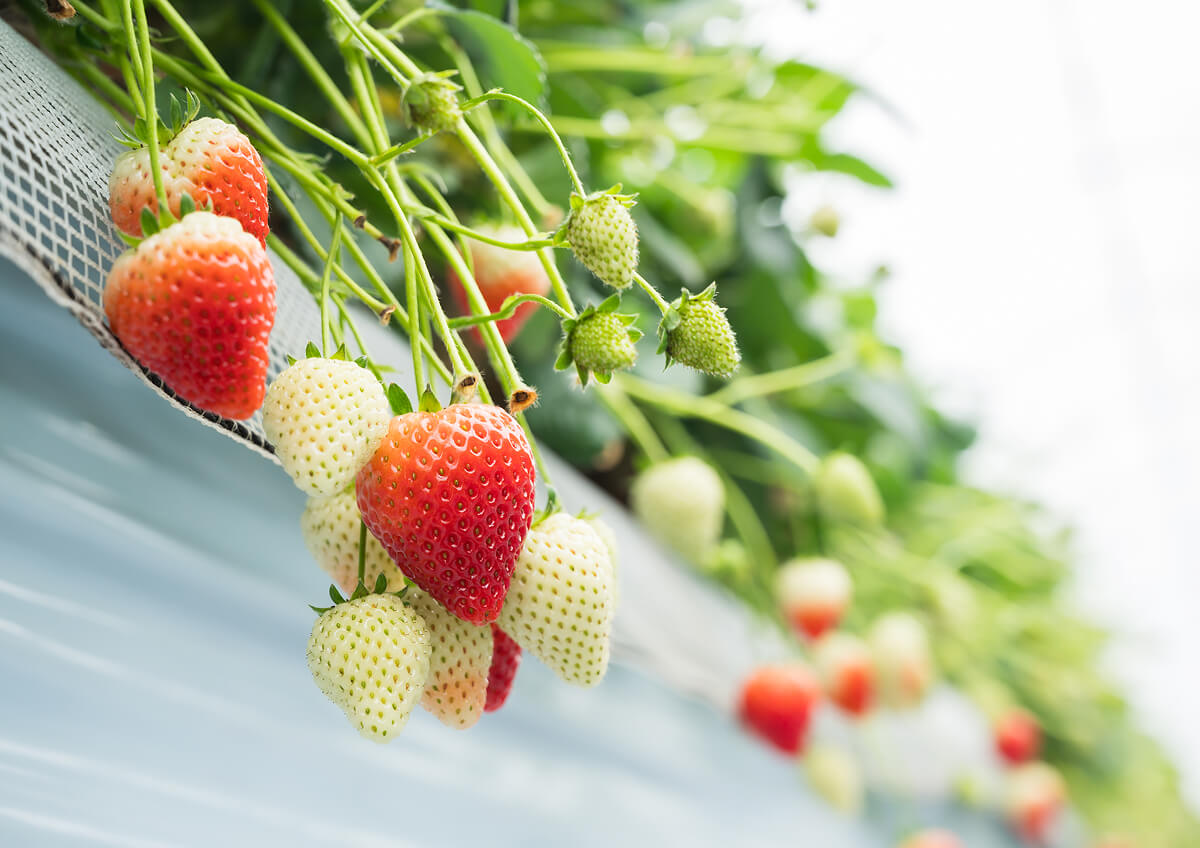 イチゴ収穫