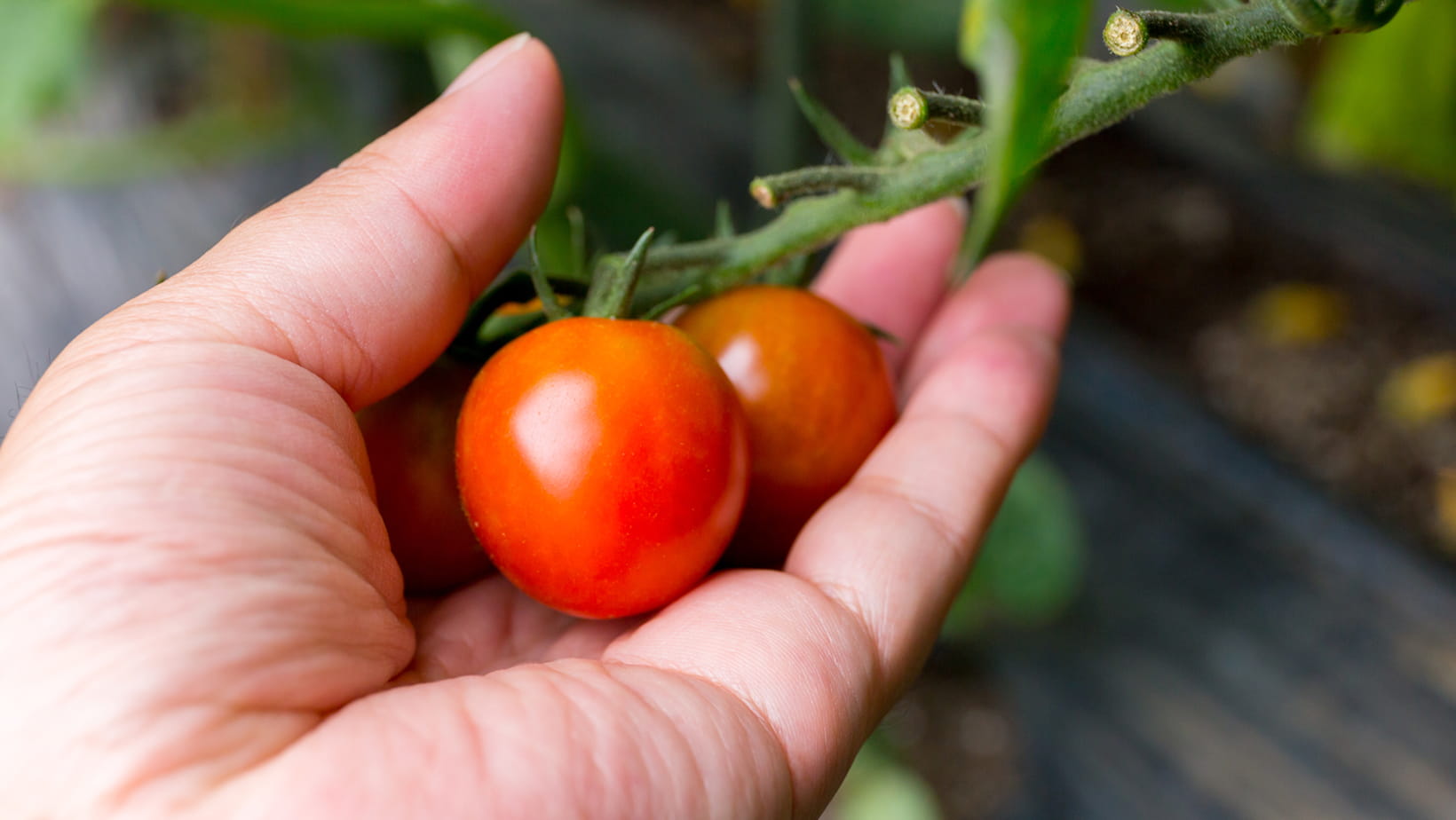 コナジラミ類からトマトを守る対策方法6選！生態・被害・おすすめ殺虫剤など紹介