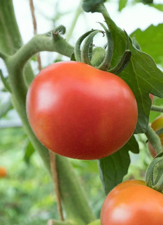 コナジラミ類からトマトを守る対策方法