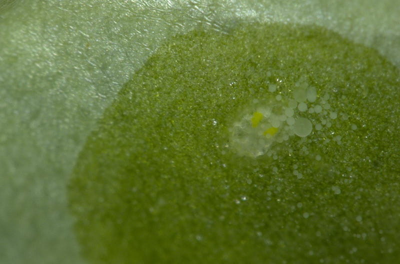 幼虫は油滴が覆って窒息死