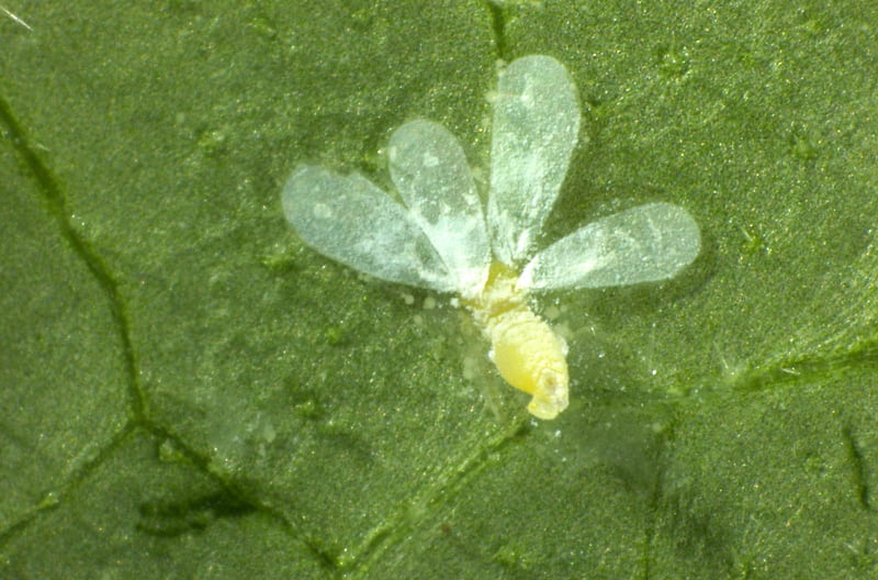 成虫は張り付いて窒息死