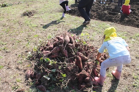 Digging for Sweet Potatoes