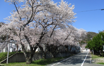 桜並木が綺麗