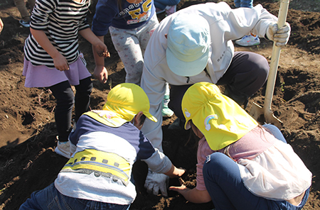 Harvesting Sweet Potatoes