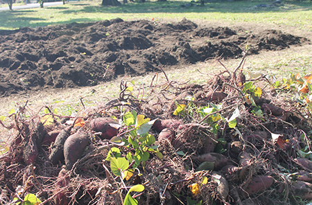 Harvesting Sweet Potatoes