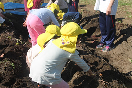 Digging for Sweet Potatoes