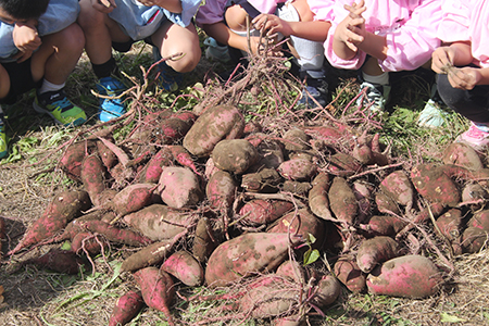 Digging for Sweet Potatoes